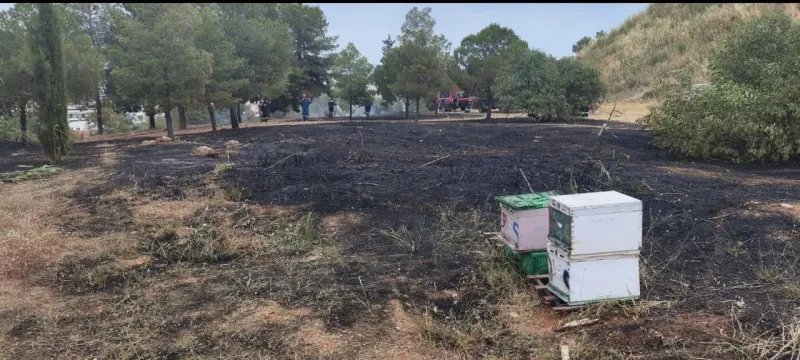 μελισσια φωτιά