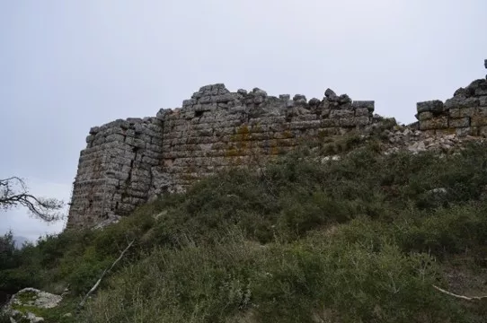Φυλή