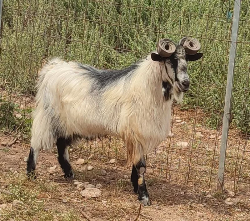 ουλοκερος