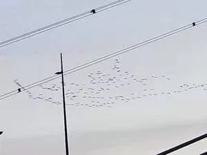 Φλαμίνγκο