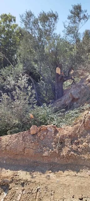 Μπάζα Παλλήνη