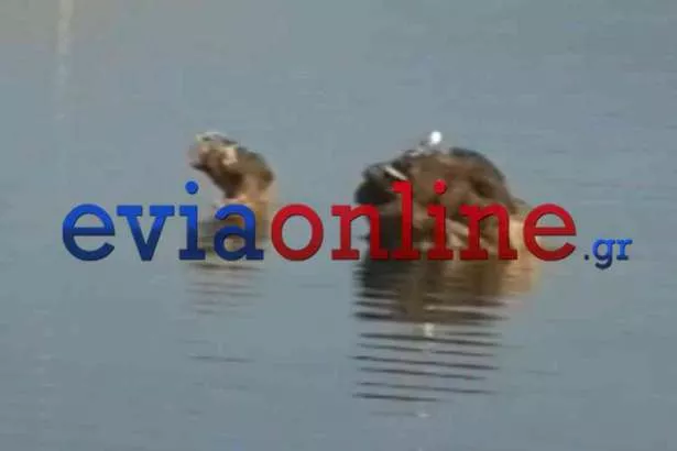 Πλοιο