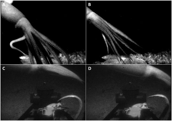 www.sciencedirect.com