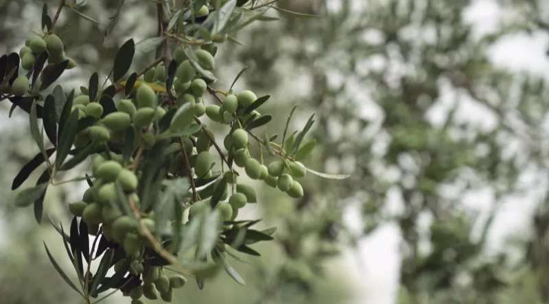 Ελιές στη Μεσσηνία