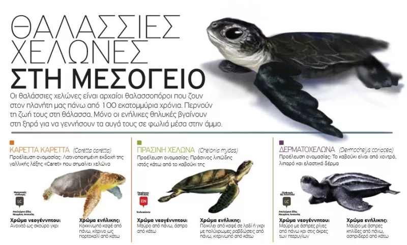 Θαλάσσια Χελώνα