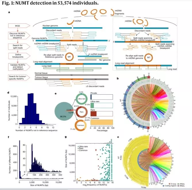 μιτοχόνδρια