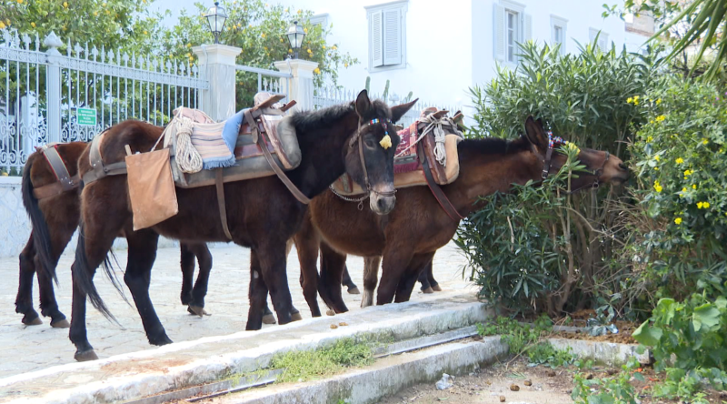 Τα ιπποειδή της Ύδρας στο προκήνιο Τα ιπποειδή της Ύδρας στο προκήνιο