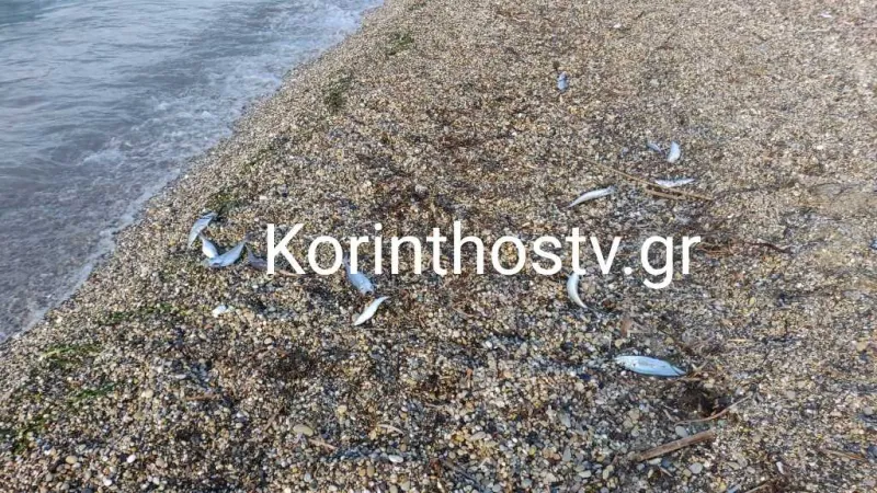 Νεκρά ψάρια