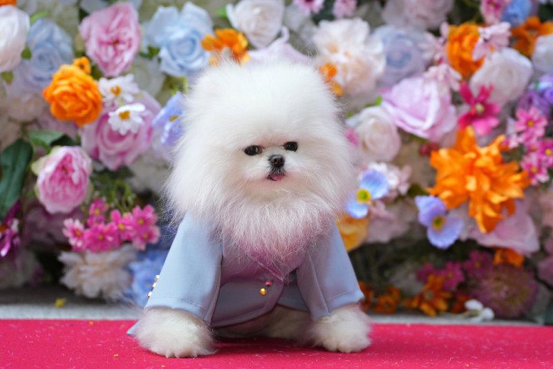 Ένα διαφορετικό fashion show για σκύλους