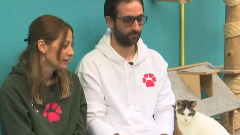 Pet Stories