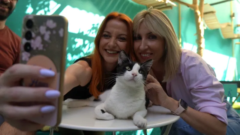 Pet Stories