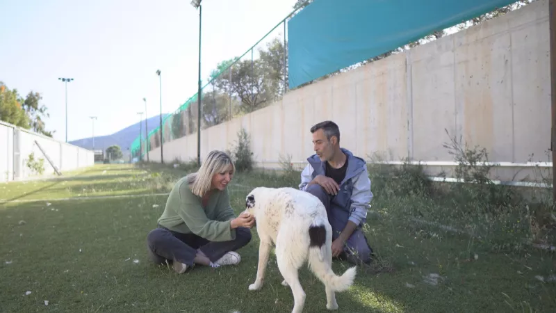 Pet Stories