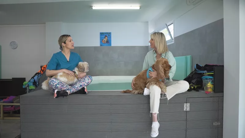 Pet Stories