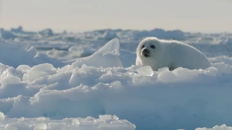 FROZEN PLANET II