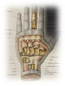 anatomia karpou