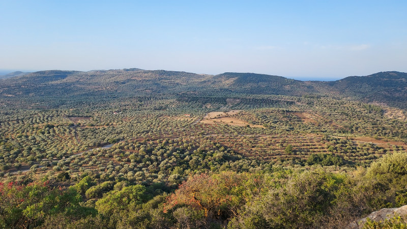 κολοβή ελιά