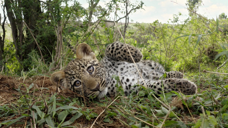 Serengeti 