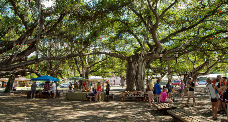 Lahaina's historic banyan tree