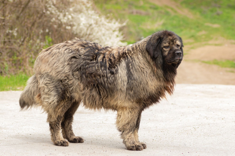 Caucasian Shepherd