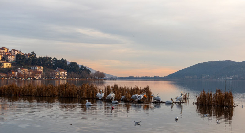 kastoria