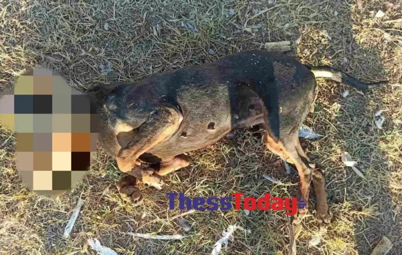 σκυλος