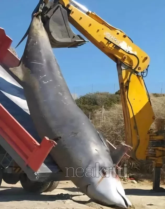 Φάλαινες νεκρές στην Κρήτη