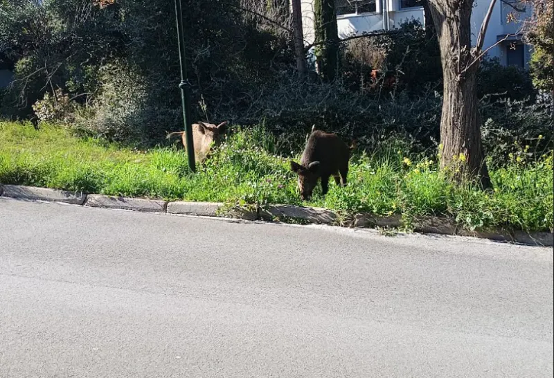 Αριογούρουνα
