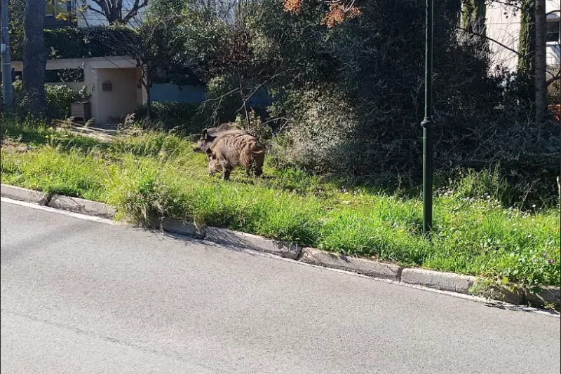 αγριογούρουνα