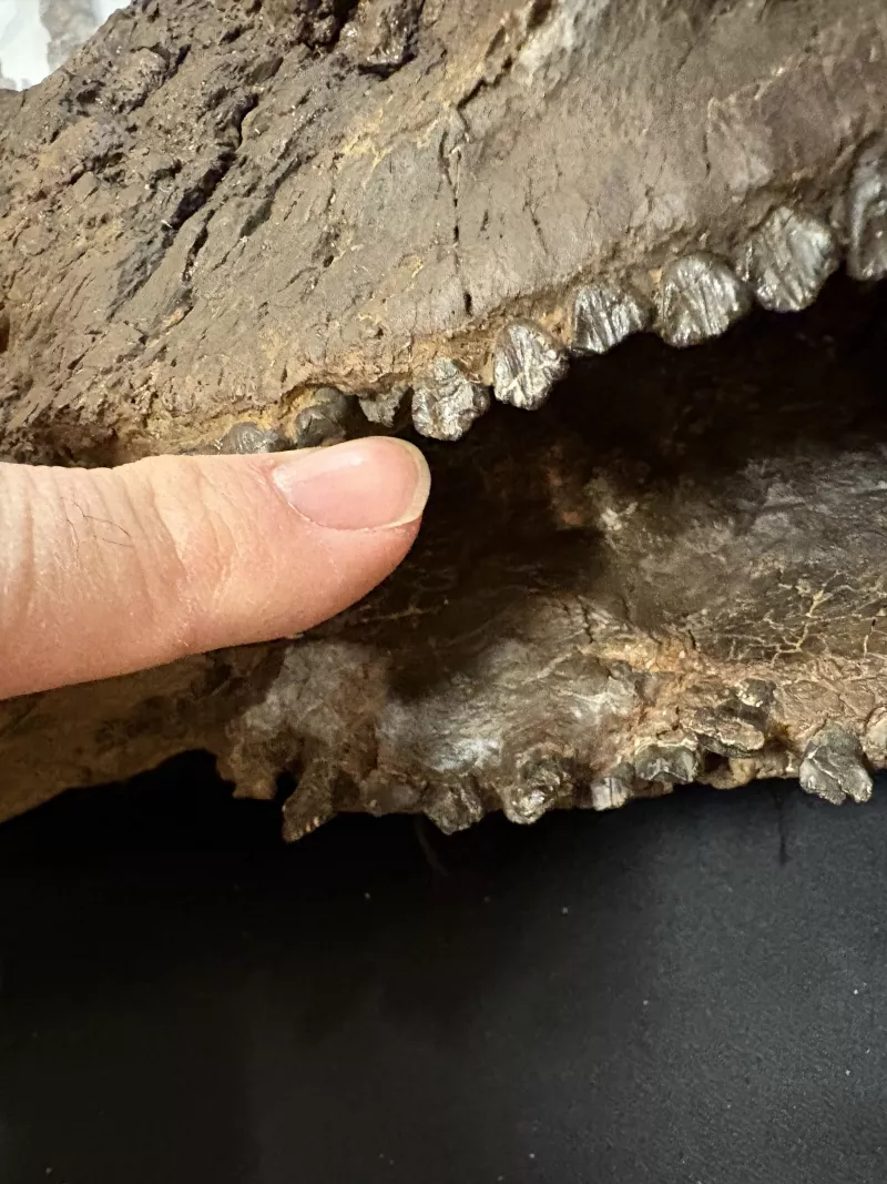 Δεινόσαυροι