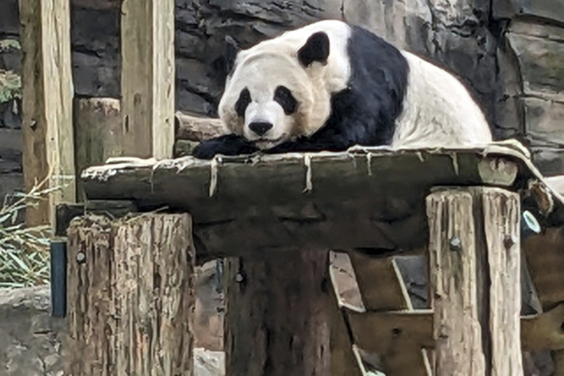 panda