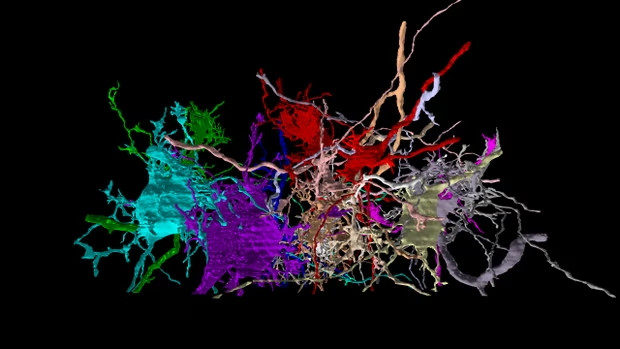 3D χάρτης του τερματικού νευρικού κάλυκα του εγκεφάλου ενός ποντικιού