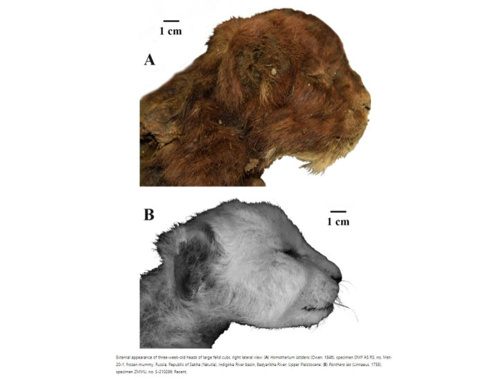 sabre-toothed cat 