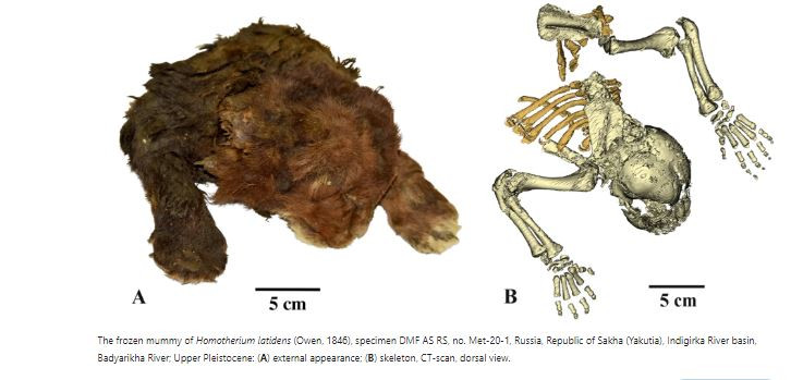 sabre-toothed cat 