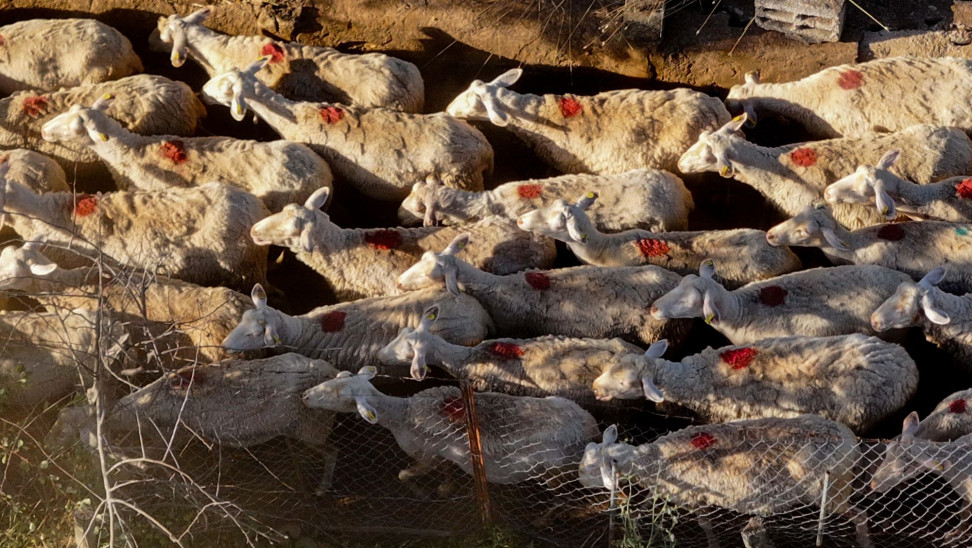 Η ευλογιά στο επίκεντρο της συνάντησης κτηνοτρόφων με Μητσοτάκη - Την Παρασκευή τα τρακτέρ στην Αθήνα