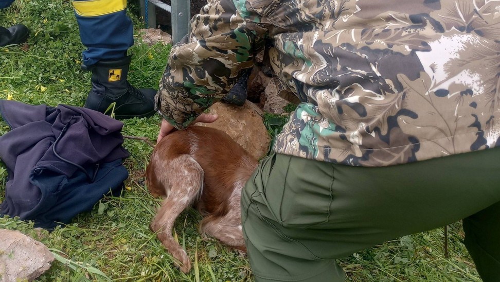 Σκύλος επέζησε εγκλωβισμένος σε παλιό πηγάδι 15 μέτρων, επί 10 ημέρες - Φωτογραφίες