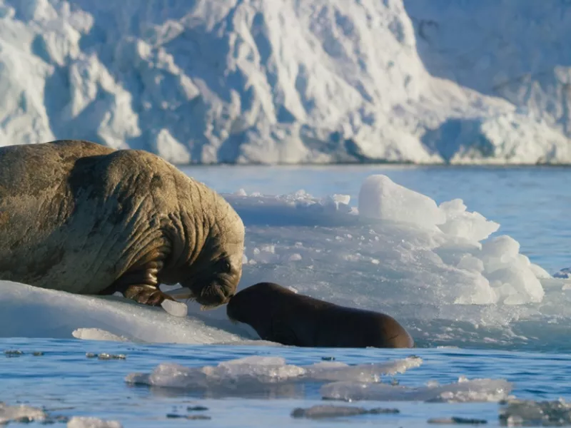 Planet Earth ΙI- Blue Planet στον ΣΚΑΪ: Πρεμιέρα Κυριακή 12 Απριλίου (pic+vid)