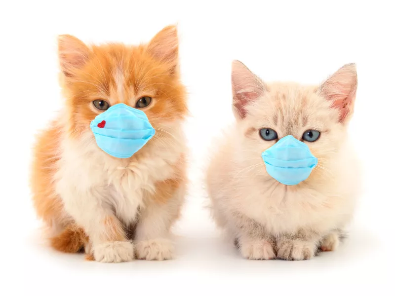 PETA: Οι γάτες μας συμβουλεύουν πώς να φυλαχθούμε από τον κορωνοϊό! (video) 