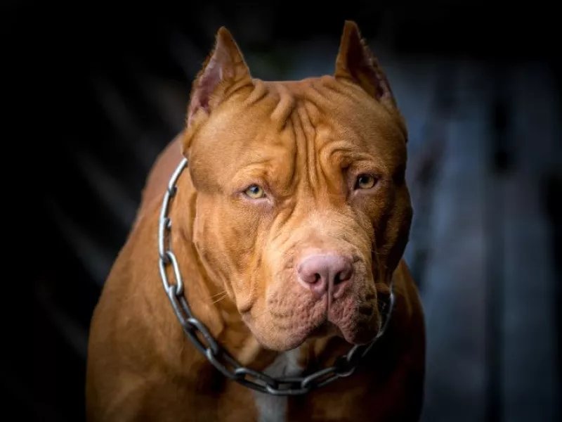 Pit Bull