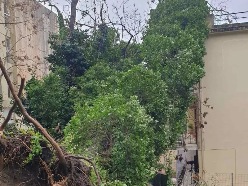 Κακοκαιρία στην Κέρκυρα: Ξεριζώθηκαν δέντρα, ζημιές σε σπίτια