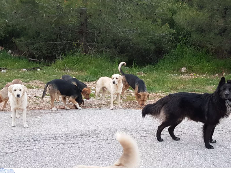 Βαρθολομιό Ηλείας: Θανάτωσαν με φόλες πλήθος σκύλων και γατιών