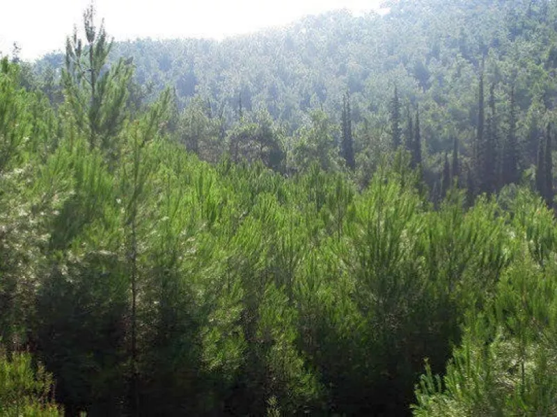 Δάση