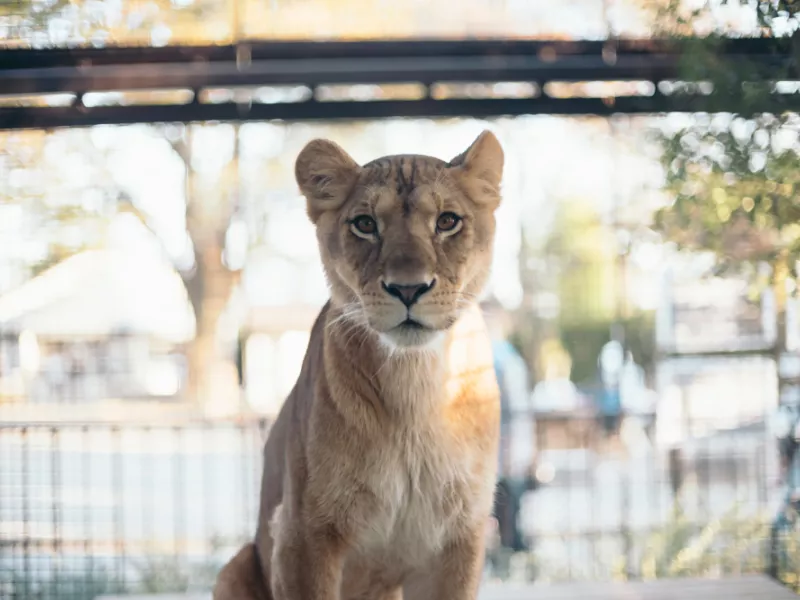 Lion