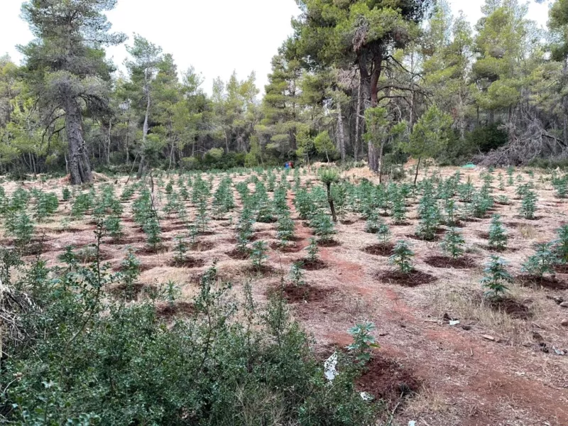 Με drones εντοπίστηκαν φυτείες δενδρυλλίων κάνναβης στο Ρέθυμνο