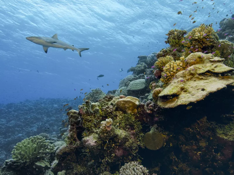 The Age of Nature: Μια συναρπαστική σειρά ντοκιμαντέρ σε Α’ Τηλεοπτική Μετάδοση, στον ΣΚΑΪ