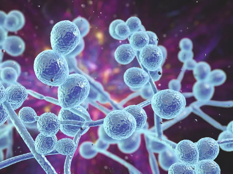 Μύκητας Candida auris: Πού τον συναντάμε και πόσο πρέπει να ανησυχούμε; 