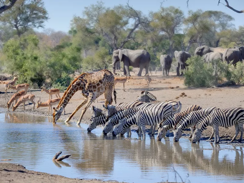 Waterhole: Africa's Animal Oasis