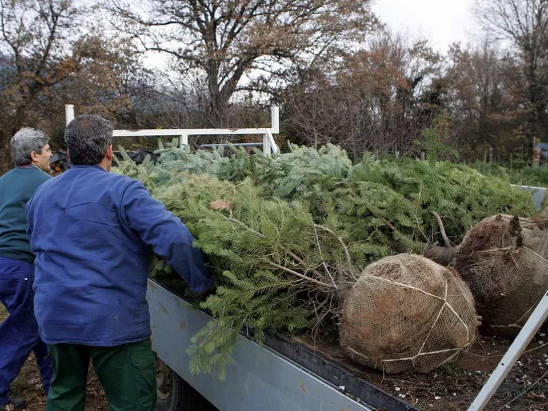 ΕΛΑΤΟ ΧΑΛΚΙΔΙΚΗ 