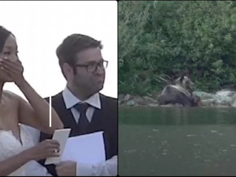 Αρκούδα Γάμος 