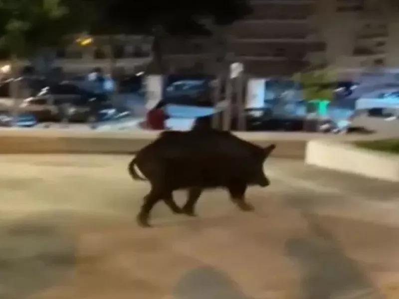 Αγριογούρουνο απολαμβάνει νυχτερινή βόλτα σε πάρκο της Θεσσαλονίκης