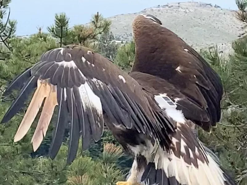 χρυσαετος